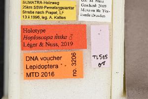  (Hoploscopa titika - LEP3206)  @11 [ ] Copyright (2019) Theo Leger Museum für Naturkunde Berlin