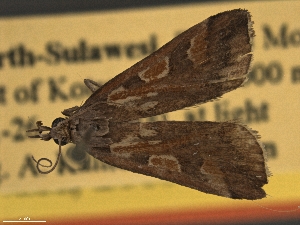  (Hoploscopa ignitamaculae - LEP3218)  @13 [ ] Copyright (2019) Theo Leger Museum für Naturkunde Berlin
