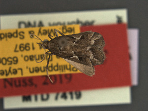 (Hoploscopa danaoensis - MTD7419)  @11 [ ] Copyright (2019) Theo Leger Museum für Naturkunde Berlin