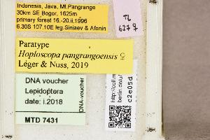  (Hoploscopa pangrangoensis - MTD7431)  @11 [ ] Copyright (2019) Theo Leger Museum fuer Naturkunde Berlin