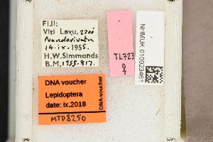 (Hoploscopa astrapias - MTD8250)  @11 [ ] Copyright (2019) Theo Leger Museum fuer Naturkunde Berlin