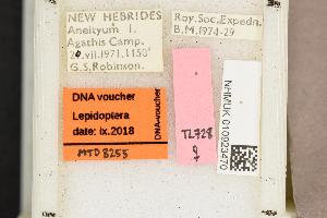  (Hoploscopa anamesa - MTD8255)  @11 [ ] Copyright (2019) Theo Leger Museum fuer Naturkunde Berlin