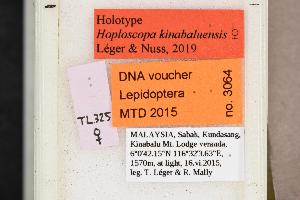  (Hoploscopa kinabaluensis_lineage-1 - LEP3064)  @11 [ ] Copyright (2019) Theo Leger Museum für Naturkunde Berlin