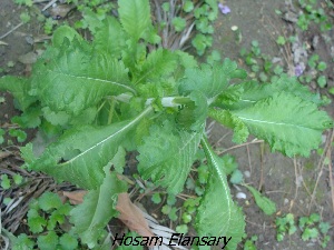  (Scabiosa atropurpurea - Hosam00236)  @11 [ ] Copyright (2013) Dr. Hosam Elansary Alexandria University