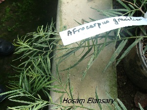  (Afrocarpus gracilior - Hosam00258)  @11 [ ] Copyright (2013) Dr. Hosam Elansary Alexandria University