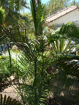  (Areca catechu - Hosam00009)  @11 [ ] Copyright (2010) Dr. Hosam Elansary Alexandria University