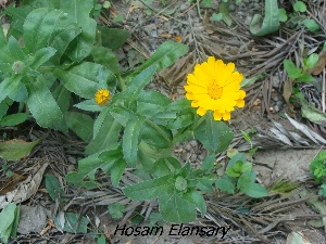  ( - Hosam00233)  @11 [ ] Copyright (2013) Dr. Hosam Elansary Alexandria University