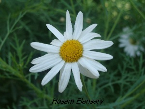  (Chrysanthemum carinatum - Hosam00275)  @11 [ ] Copyright (2013) Dr. Hosam Elansary Alexandria University