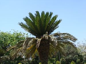  (Cycas revoluta - Hosam00041)  @11 [ ] Copyright (2010) Dr. Hosam Elansary Alexandria University