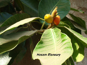  ( - Hosam00177)  @11 [ ] Copyright (2011) Dr. Hosam Elansary Alexandria University