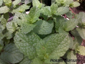  ( - Hosam00315)  @11 [ ] Copyright (2013) Dr. Hosam Elansary Alexandria University