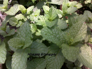  ( - Hosam00189)  @11 [ ] Copyright (2011) Dr. Hosam Elansary Alexandria University