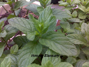  ( - Hosam00185)  @11 [ ] Copyright (2010) Dr. Hosam Elansary Alexandria University