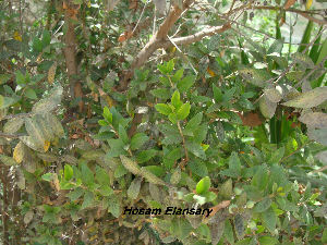  (Myrtus - Hosam00124)  @11 [ ] Copyright (2011) Dr. Hosam Elansary Alexandria University