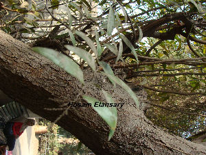  (Ruprechtia salicifolia - Hosam00151)  @11 [ ] Copyright (2011) Dr. Hosam Elansary Alexandria University
