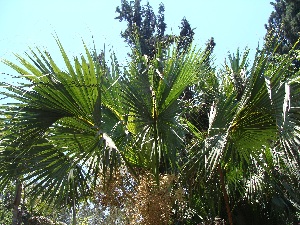  (Sabal palmetto - Hosam00019)  @11 [ ] Copyright (2010) Dr. Hosam Elansary Alexandria University