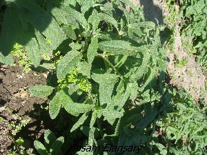  (Salvia viridis - Hosam00211)  @11 [ ] Copyright (2013) Dr. Hosam Elansary Alexandria University