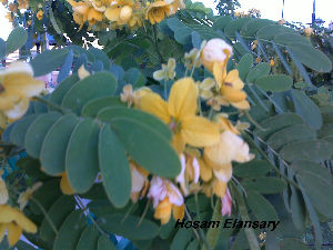  (Senna bicapsularis - Hosam00112)  @11 [ ] Copyright (2011) Dr. Hosam Elansary Alexandria University