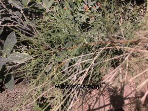  (Tamarix aphylla - Hosam00129)  @11 [ ] Copyright (2011) Dr. Hosam Elansary Alexandria University