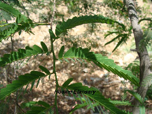  (Tamarix gallica var. indica - Hosam00113)  @11 [ ] Copyright (2011) Dr. Hosam Elansary Alexandria University
