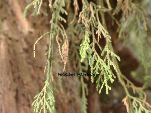  (Taxodium distichum - Hosam00136)  @11 [ ] Copyright (2011) Dr. Hosam Elansary Alexandria University