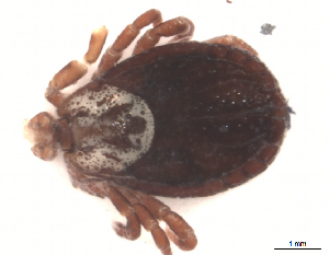  ( - CCDB-04692-G03)  @13 [ ] CreativeCommons - Attribution (2012) CBG Photography Group Centre for Biodiversity Genomics