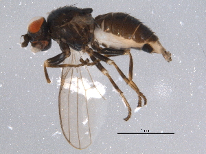  (Leucopis argenticollis - BIOUG07126-F12)  @14 [ ] CreativeCommons - Attribution (2014) CBG Photography Group Centre for Biodiversity Genomics