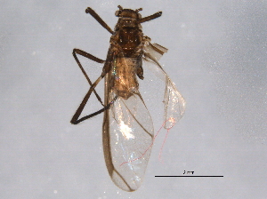  (Cinara strobi - BIOUG07159-H01)  @13 [ ] CreativeCommons - Attribution (2014) CBG Photography Group Centre for Biodiversity Genomics