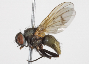  ( - BIOUG07352-C06)  @11 [ ] CreativeCommons - Attribution (2014) CBG Photography Group Centre for Biodiversity Genomics
