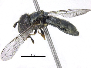  ( - BIOUG07427-F03)  @13 [ ] CreativeCommons - Attribution (2016) CBG Photography Group Centre for Biodiversity Genomics