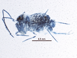  ( - BIOUG07525-G04)  @12 [ ] CreativeCommons - Attribution (2015) CBG Photography Group Centre for Biodiversity Genomics