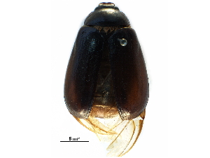  ( - BIOUG07704-A01)  @13 [ ] CreativeCommons - Attribution (2016) CBG Photography Group Centre for Biodiversity Genomics