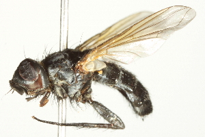  (Pseudopachystylum debile - BIOUG07817-B11)  @13 [ ] CreativeCommons - Attribution (2014) CBG Photography Group Centre for Biodiversity Genomics