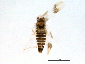  ( - BIOUG08425-F01)  @13 [ ] CreativeCommons - Attribution (2014) CBG Photography Group Centre for Biodiversity Genomics