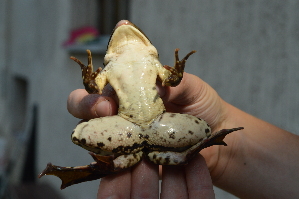  (Pelophylax kurtmuelleri - HRWF7_8)  @11 [ ] CreativeCommons - Attribution Non-Commercial Share-Alike (2021) Unspecified Varazdin City Museum