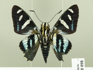  ( - HESP-EB 00 098)  @13 [ ] Copyright (2010) Ernst Brockmann Research Collection of Ernst Brockmann
