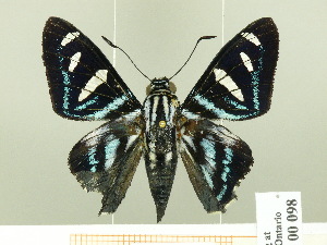  ( - HESP-EB 00 098)  @13 [ ] Copyright (2010) Ernst Brockmann Research Collection of Ernst Brockmann