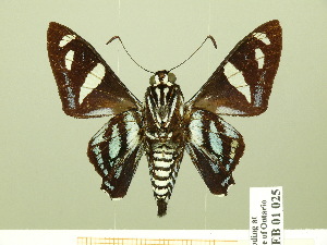  (Nosphistia zonara - HESP-EB 01 025)  @15 [ ] Copyright (2010) Ernst Brockmann Research Collection of Ernst Brockmann
