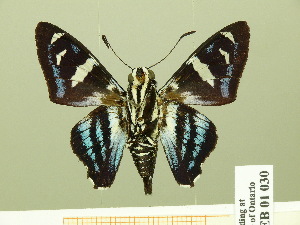  ( - HESP-EB 01 030)  @13 [ ] Copyright (2010) Ernst Brockmann Research Collection of Ernst Brockmann