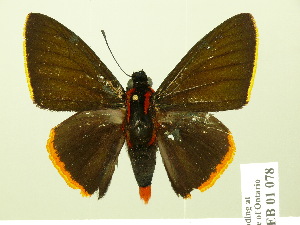  (Pyrrhopyge telassina - HESP-EB 01 078)  @14 [ ] Copyright (2010) Ernst Brockmann Research Collection of Ernst Brockmann