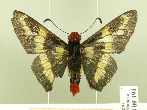  ( - HESP-EB 00 191)  @12 [ ] Copyright (2010) Ernst Brockmann Research Collection of Ernst Brockmann