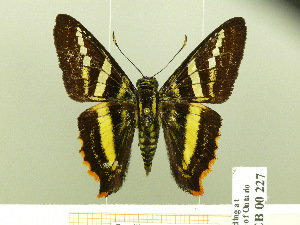  (Pseudocroniades machaon - HESP-EB 00 227)  @14 [ ] Copyright (2010) Ernst Brockmann Research Collection of Ernst Brockmann