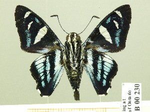  ( - HESP-EB 00 230)  @14 [ ] Copyright (2010) Ernst Brockmann Research Collection of Ernst Brockmann