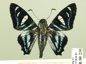  ( - HESP-EB 00 230)  @14 [ ] Copyright (2010) Ernst Brockmann Research Collection of Ernst Brockmann
