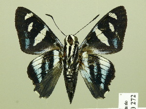  ( - HESP-EB 00 272)  @13 [ ] Copyright (2010) Ernst Brockmann Research Collection of Ernst Brockmann
