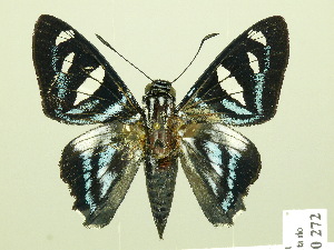  ( - HESP-EB 00 272)  @13 [ ] Copyright (2010) Ernst Brockmann Research Collection of Ernst Brockmann