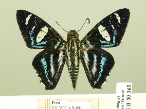  ( - HESP-EB 00 365)  @13 [ ] Copyright (2010) Ernst Brockmann Research Collection of Ernst Brockmann
