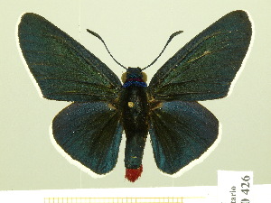  (Mysoria affinis - HESP-EB 00-426)  @14 [ ] Copyright (2010) Ernst Brockmann Research Collection of Ernst Brockmann