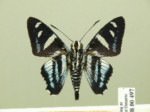  ( - HESP-EB 00 497)  @13 [ ] Copyright (2010) Ernst Brockmann Research Collection of Ernst Brockmann