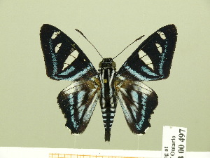  ( - HESP-EB 00 497)  @13 [ ] Copyright (2010) Ernst Brockmann Research Collection of Ernst Brockmann